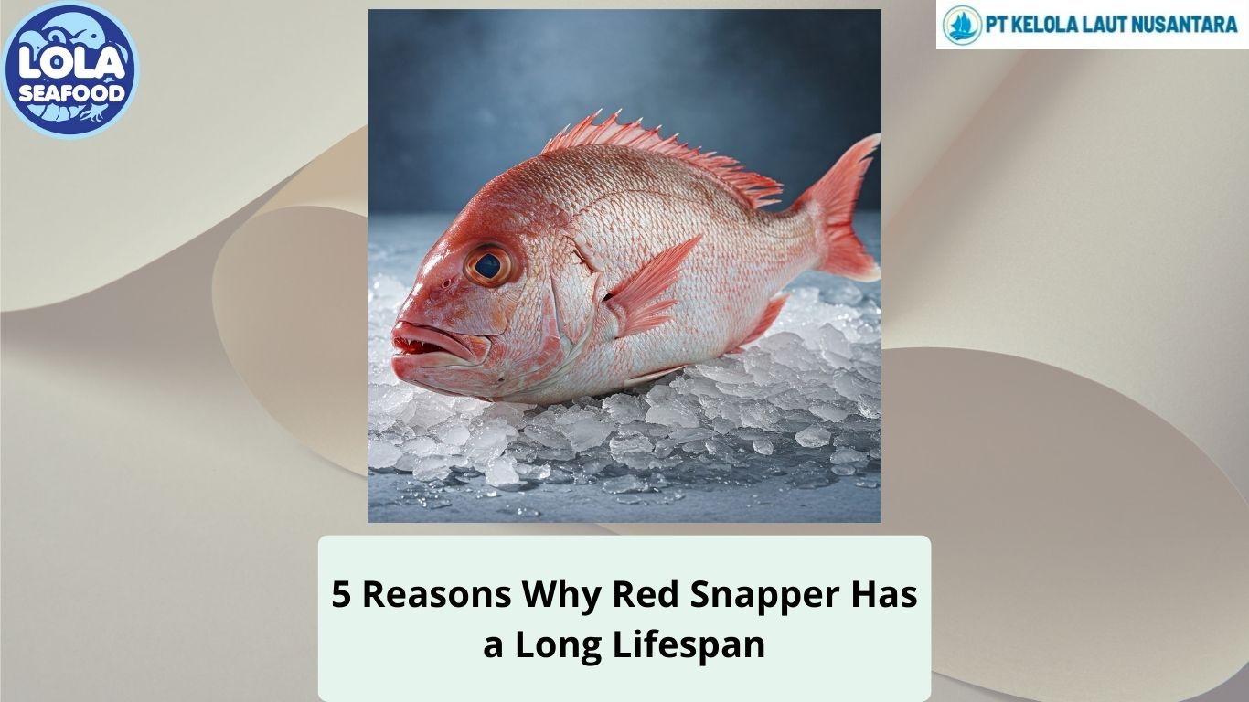 5 Reasons Why Red Snapper Has a Long Lifespan